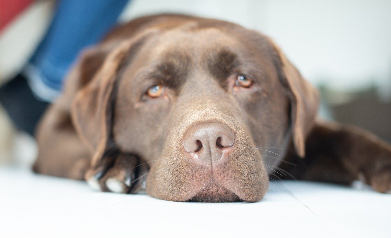 Que pasa si un perro come chocolate Que pasa si un perro come chocolate